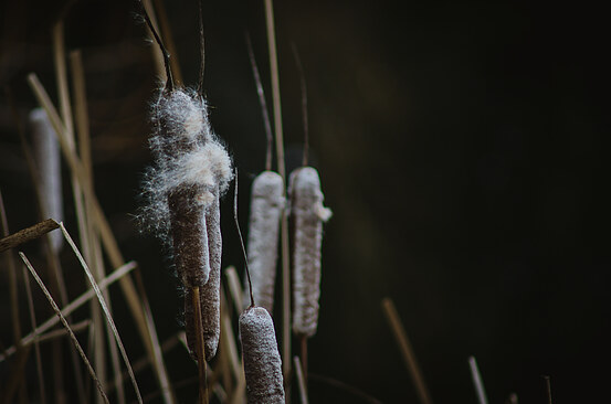 willows_in_the_wind